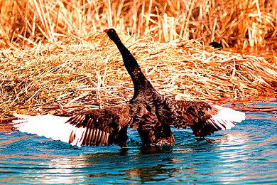 《方舟：生存进化》最新免费DLC“失落之岛”今日上线，“冬季仙境”第六季开启